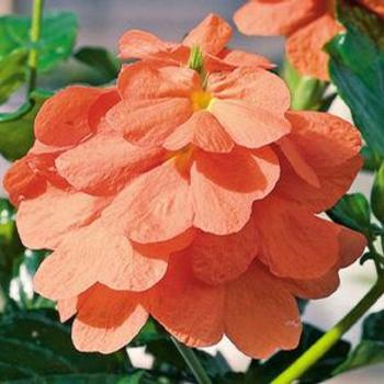 Crossandra infundibuliformis 'Orange Marmalade' - Firecracker Flower