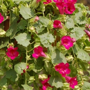 Lophospermum hybrid 'Lofos Compact Rose' - Compact Rose Lofos®