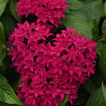 Pentas lanceolata (Egyptian Starcluster) - Lucky Star™ 'Lipstick'