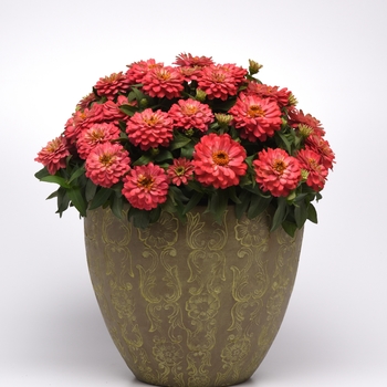 Zinnia marylandica - Double Zahara™ 'Salmon'