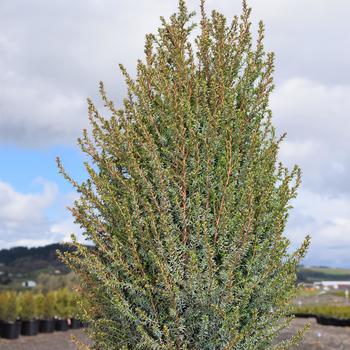 Juniperus communis 'Pencil Point' - Pencil Point Juniper