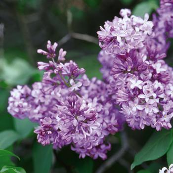 Syringa vulgaris - Common Purple Lilac