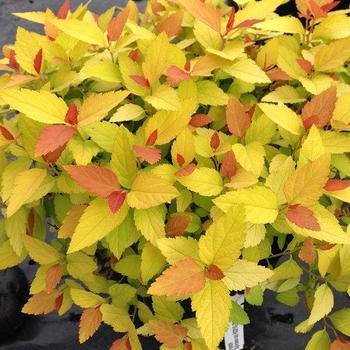 Spirea japonica 'NCXI' - Double Play Candy Corn Spirea