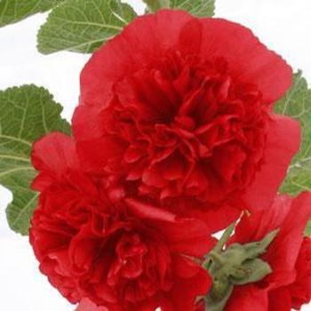 Alcea rosea 'Chater's Double Red' - Hollyhock
