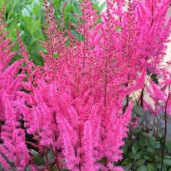 Astilbe chinensis 'Mighty Chocolate Cherry' - False Spirea