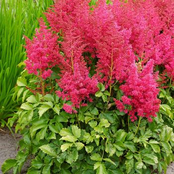 Astilbe 'Younique Ruby Red' - False Spirea