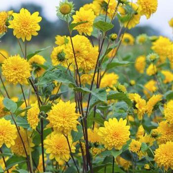 Helianthus 'Sunshine Daydream ' - Thin-leaved Sunflower