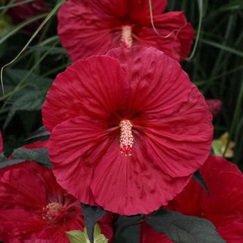 Hibiscus 'Mars Madness' - Rose Mallow