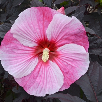 Hibiscus 'Starry Starry Night' - Rose Mallow