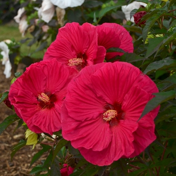 Hibiscus 'Summer in Paradise ' - Rose Mallow