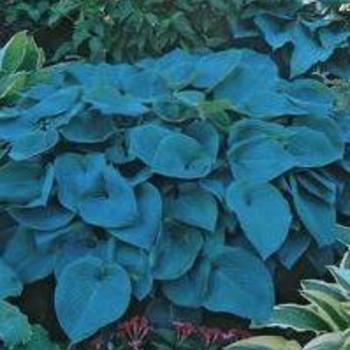 Hosta 'Blue Mountains' - Plantain Lily