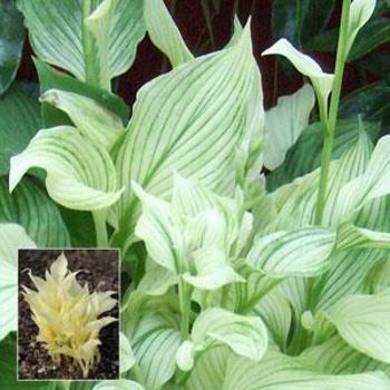 Hosta 'White Feather' - Plantain Lily