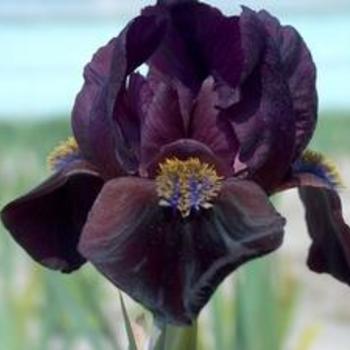 Iris pumila 'Demon' - Dwarf German Iris