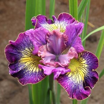 Iris siberica 'How Audacious' - Siberian Iris