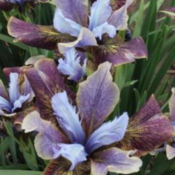 Iris siberica 'Peacock Black Joker' - Siberian Iris