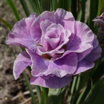 Iris siberica 'Pink Parfait' - Siberian Iris