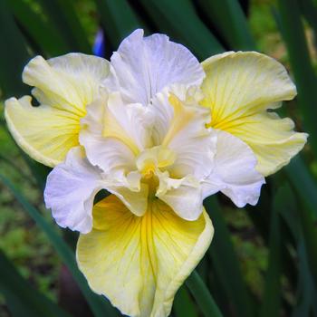 Iris siberica 'Yellow Tail' - Siberian Iris
