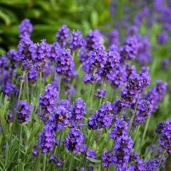 Lavandula angustifolia 'Sweet Romance' - Lavender