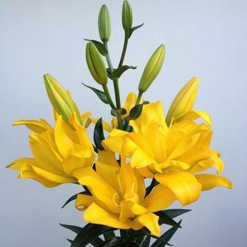 Lilium 'Double Sundew' - Asiatic Lily 