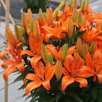 Lilium 'Orange Matrix' - Asiatic Pot Lily 