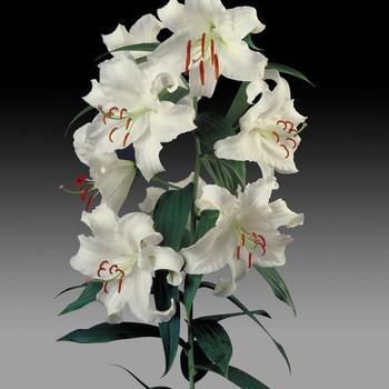 Lilium 'Casa Blanca' - Oriental Lily