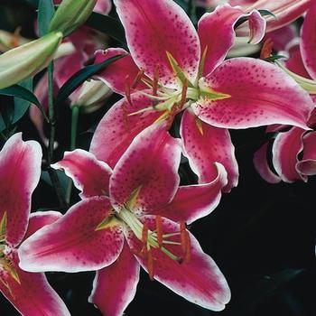 Lilium 'Stargazer' - Oriental Lily