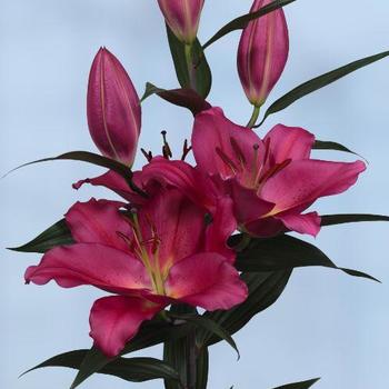 Lilium 'Tarrango' - Oriental Lily