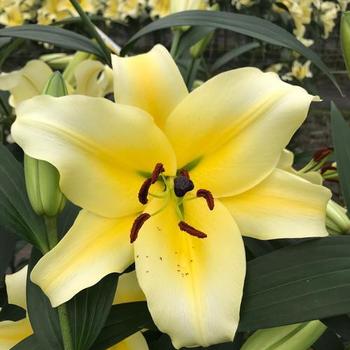 Lilium 'Conca d'Or' - Oriental Trumpet Lily