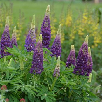 Lupinus 'Popsicle Series Blue' - Lupine