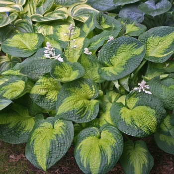Hosta 'Brother Stefan' - Plantain Lily