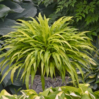 Hosta 'Curly Fries' - Plantain Lily
