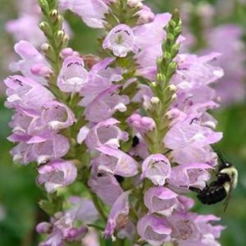 Physostegia virginiana 'Pink Manners' - Obedient Plant
