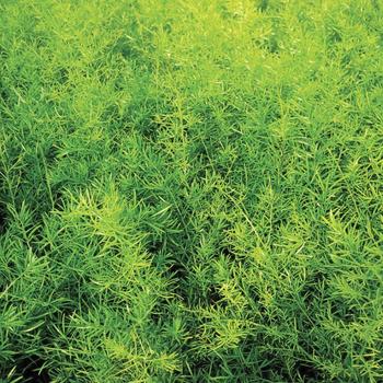Asparagus densiflorous - Asparagus Fern