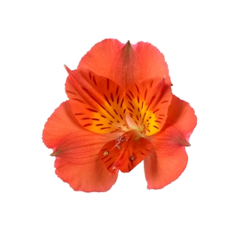Alstroemeria 'Amina Orange' (Peruvian Lily) - Colorita® Amina®