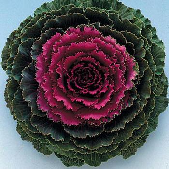 Brassica oleracea 'Songbird Red' - Flowering Kale