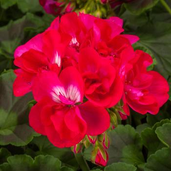 Pelargonium interspecific 'Calliope® Medium Hot Rose' - Geranium, Ivy