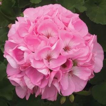 Pelargonium x hortorum 'Sunrise™ Light Pink' - Geranium, Zonal