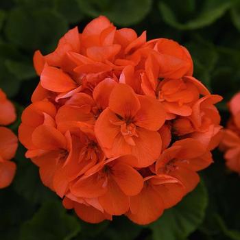 Pelargonium x hortorum 'Sunrise™ Orange' - Geranium, Zonal