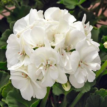 Pelargonium x hortorum 'Sunrise™ White' - Geranium, Zonal