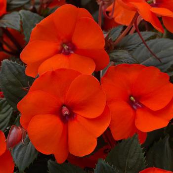 Impatiens hawkeri 'SunPatiens® Compact Hot Coral' - Impatiens