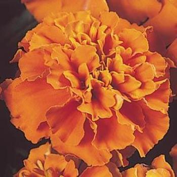 Tagetes patula 'Janie Deep Orange' - Marigold