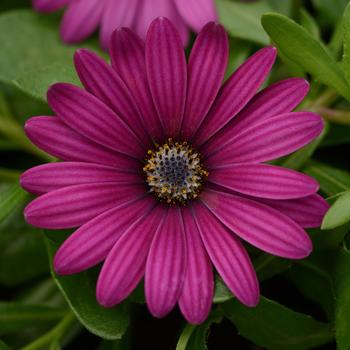 Osteospermum ecklonis 'Daisy Falls™ Purple' - Osteospermum