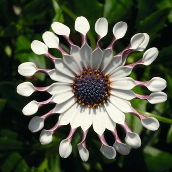 Osteospermum ecklonis 'FlowerPower™ Spider White' - Osteospermum