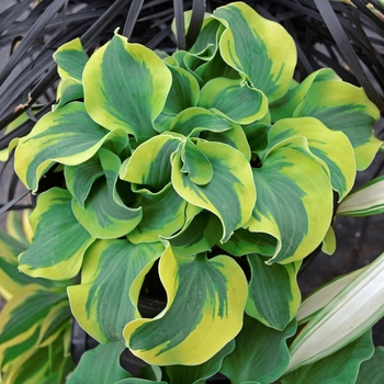 Hosta 'School Mouse' - Plantain Lily