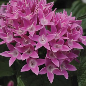 Pentas lanceolata 'BeeBright™ Pink' - Pentas (Starflower)