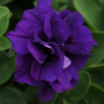 Petunia x hybrida 'Double Wave® Blue Velvet' - Petunia