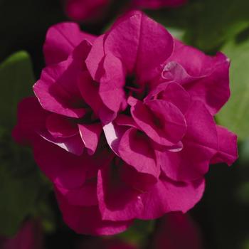 Petunia x hybrida 'Double Wave® Purple' - Petunia