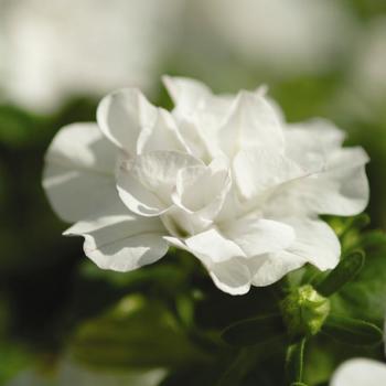 Petunia x hybrida 'Double Wave® White' - Petunia
