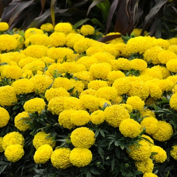 Tagetes erecta Taishan® 'Yellow' - Marigold 