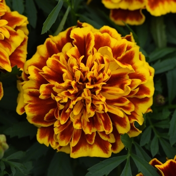 Tagetes patula 'Bonanza Bee' - Marigold
